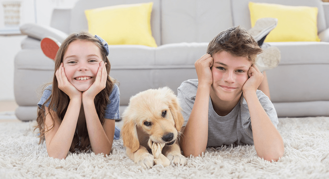 Westland Carpet and Floors business image in Westland, MI